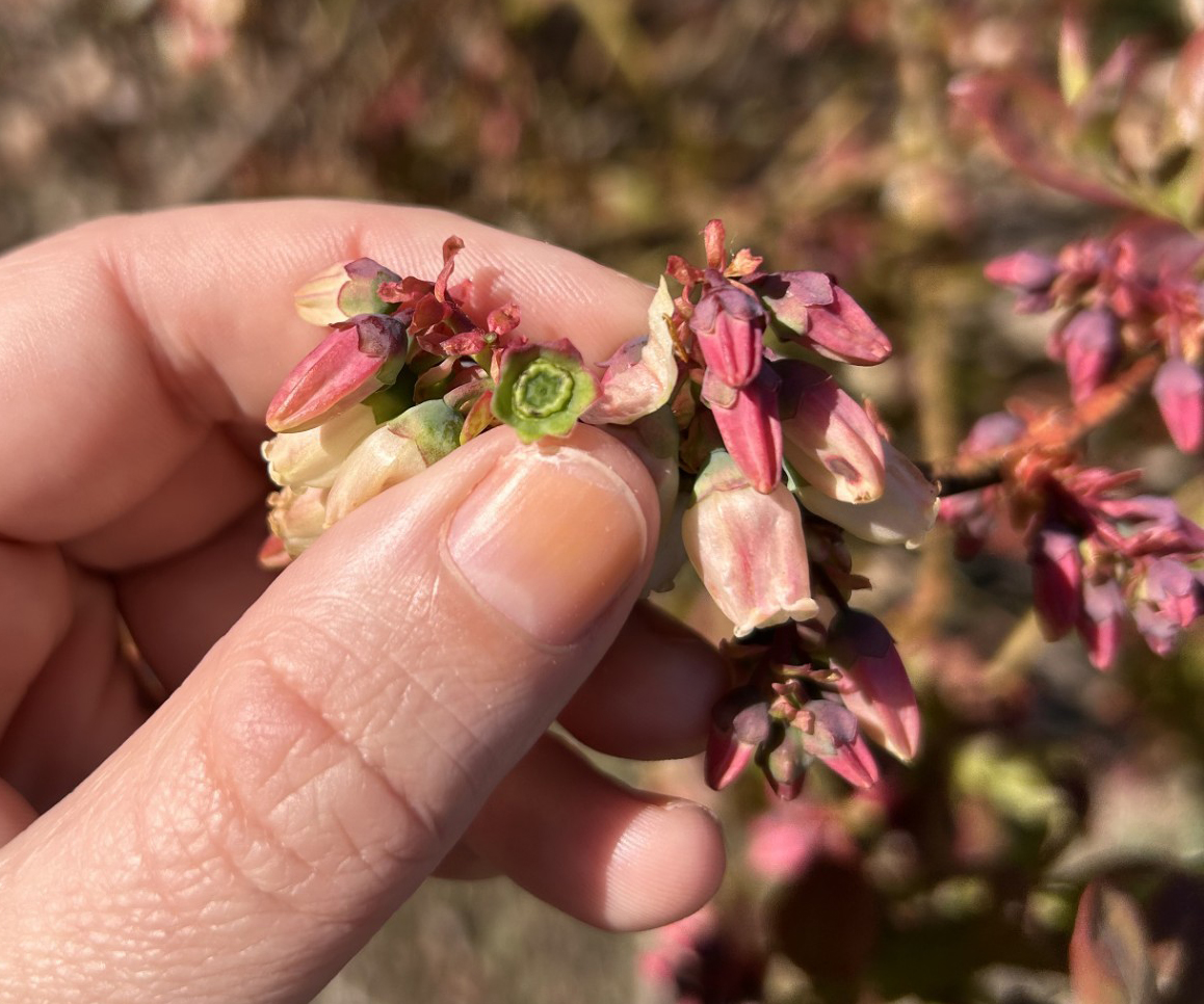 A healthy blueberry with slight thrips damage.